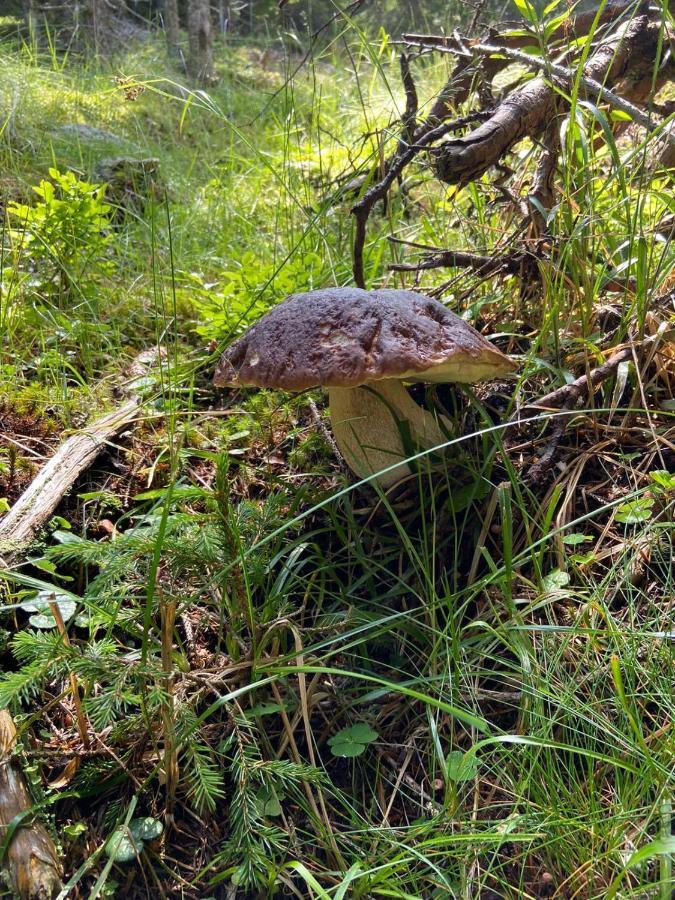 Almhuette Villa Lachtal Eksteriør billede